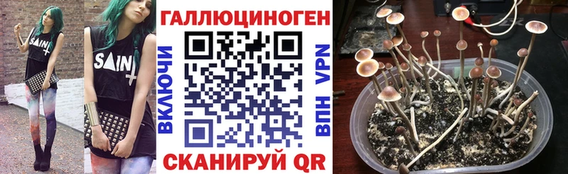 Псилоцибиновые грибы MAGIC MUSHROOMS  наркотики  Вольск 